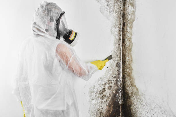 Best Crawl Space Mold Removal  in East Cleveland, OH