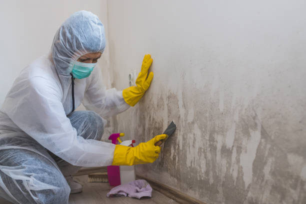 Best Office Mold Removal Services  in East Cleveland, OH
