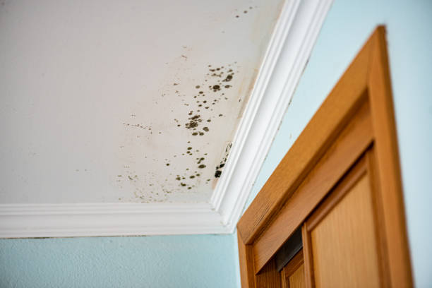 Best Professional Mold Removal  in East Cleveland, OH