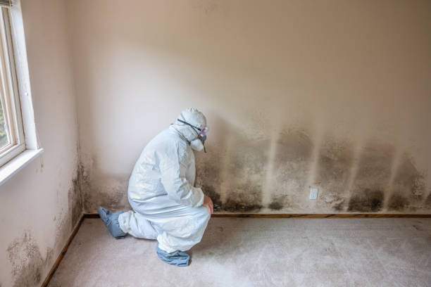 Best Certified Mold Removal  in East Cleveland, OH