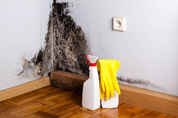 Best Fast Mold Removal  in East Cleveland, OH